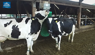 Do Cows Have Penises All About Cow Photos