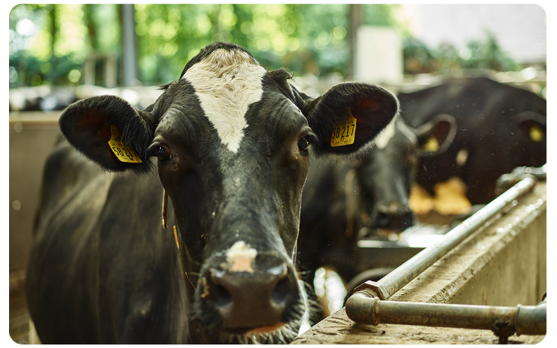 dairy_kachel_german-excellence_4
