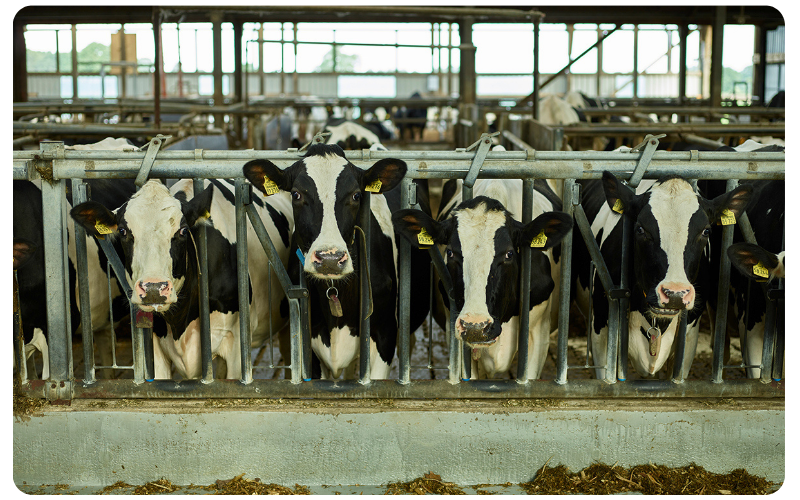 dairy_kachel_german-excellence_5