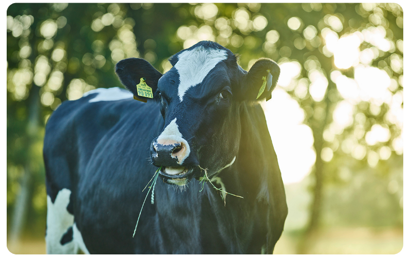 dairy_kachel_about-us2